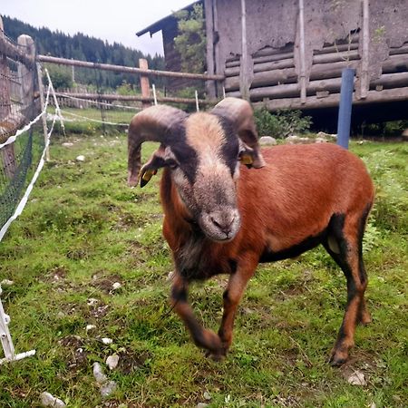 Hallmoosgut Sankt Johann im Pongau Kültér fotó