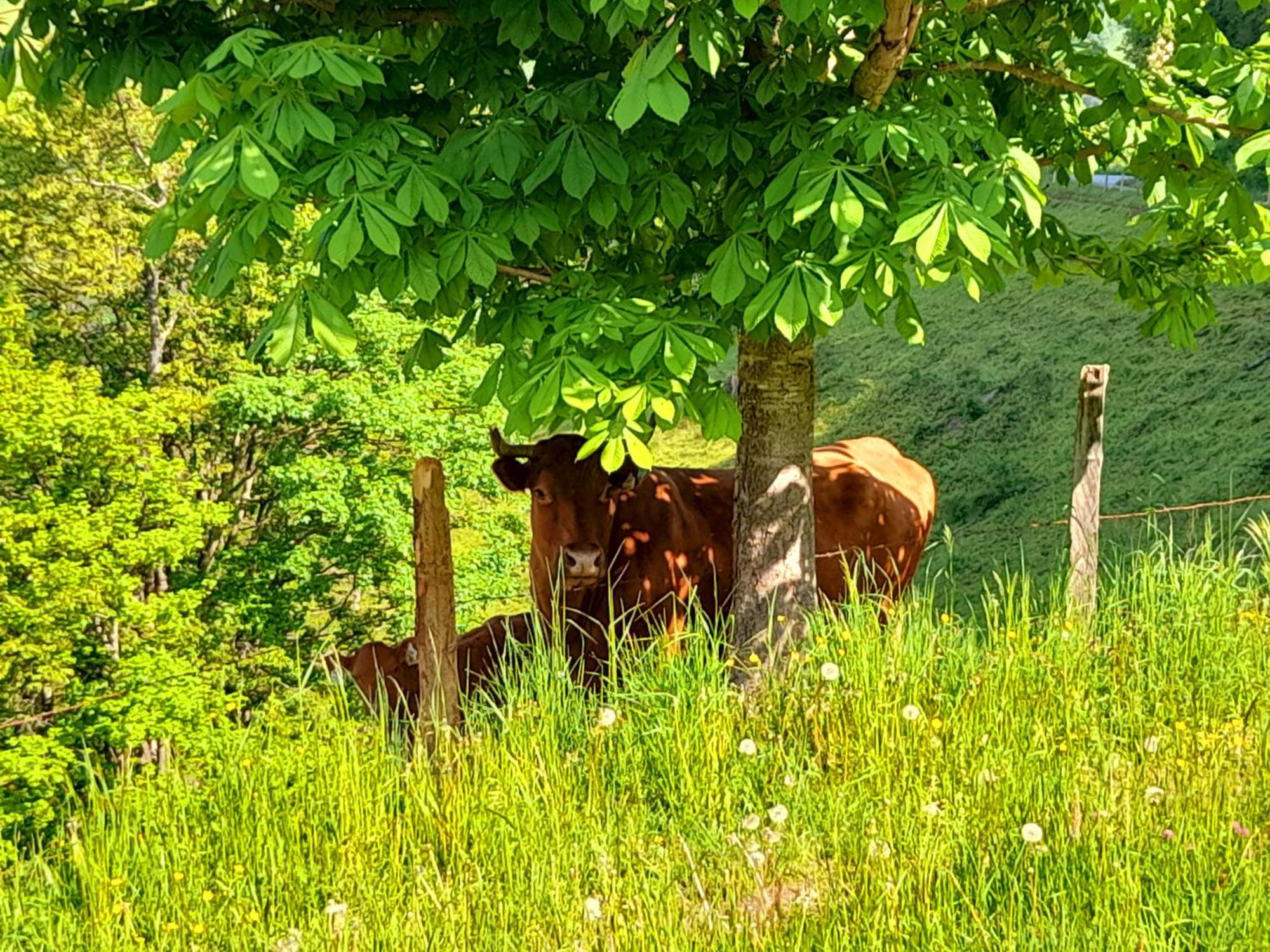 Hallmoosgut Sankt Johann im Pongau Kültér fotó