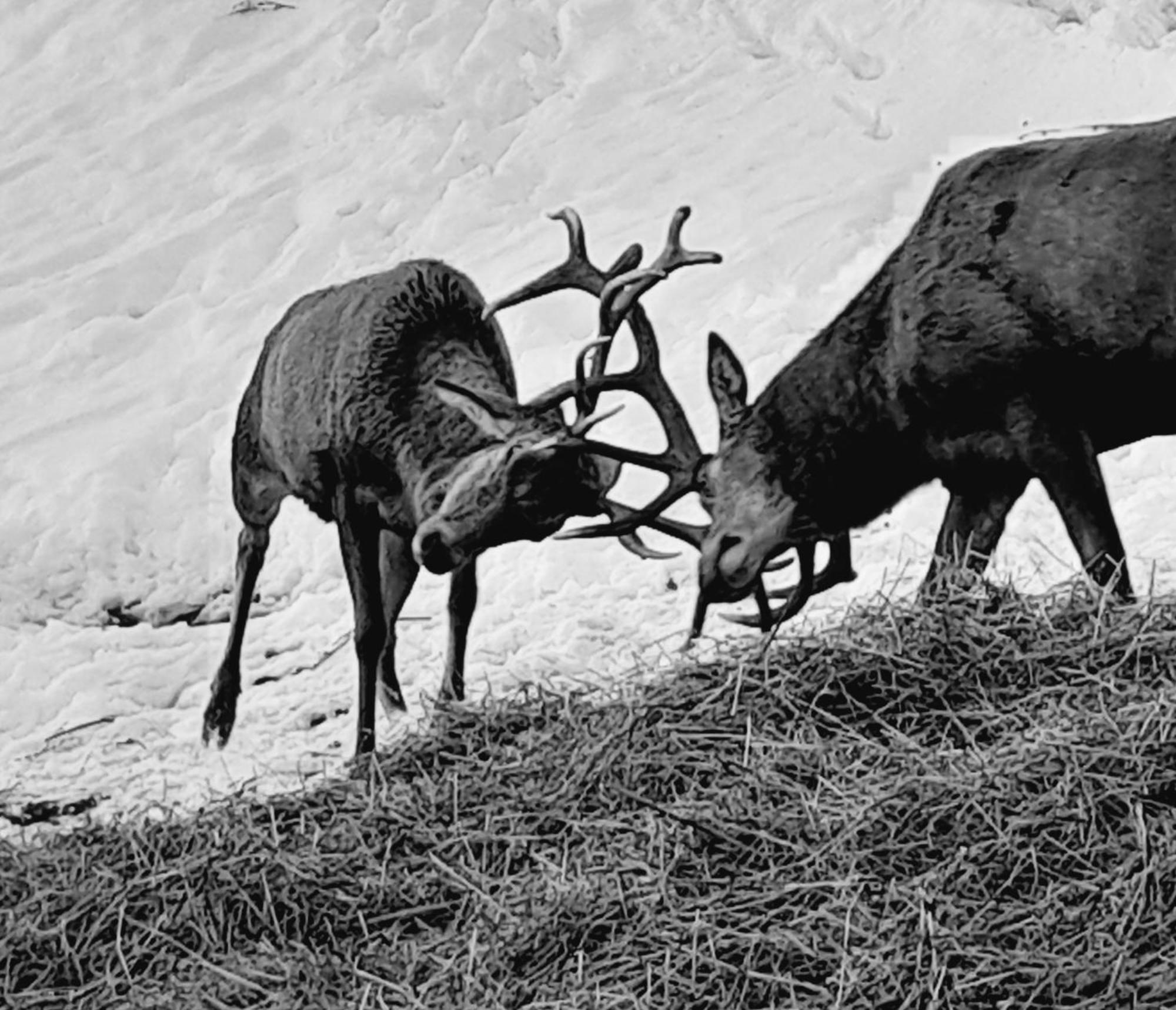 Hallmoosgut Sankt Johann im Pongau Kültér fotó