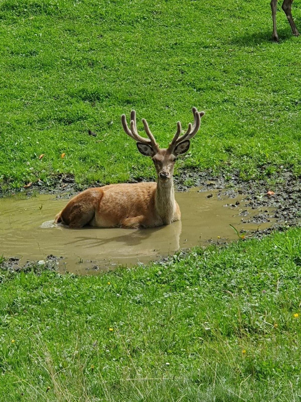 Hallmoosgut Sankt Johann im Pongau Kültér fotó
