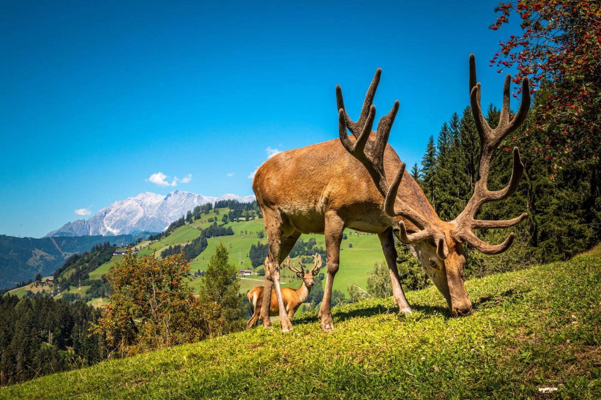 Hallmoosgut Sankt Johann im Pongau Kültér fotó