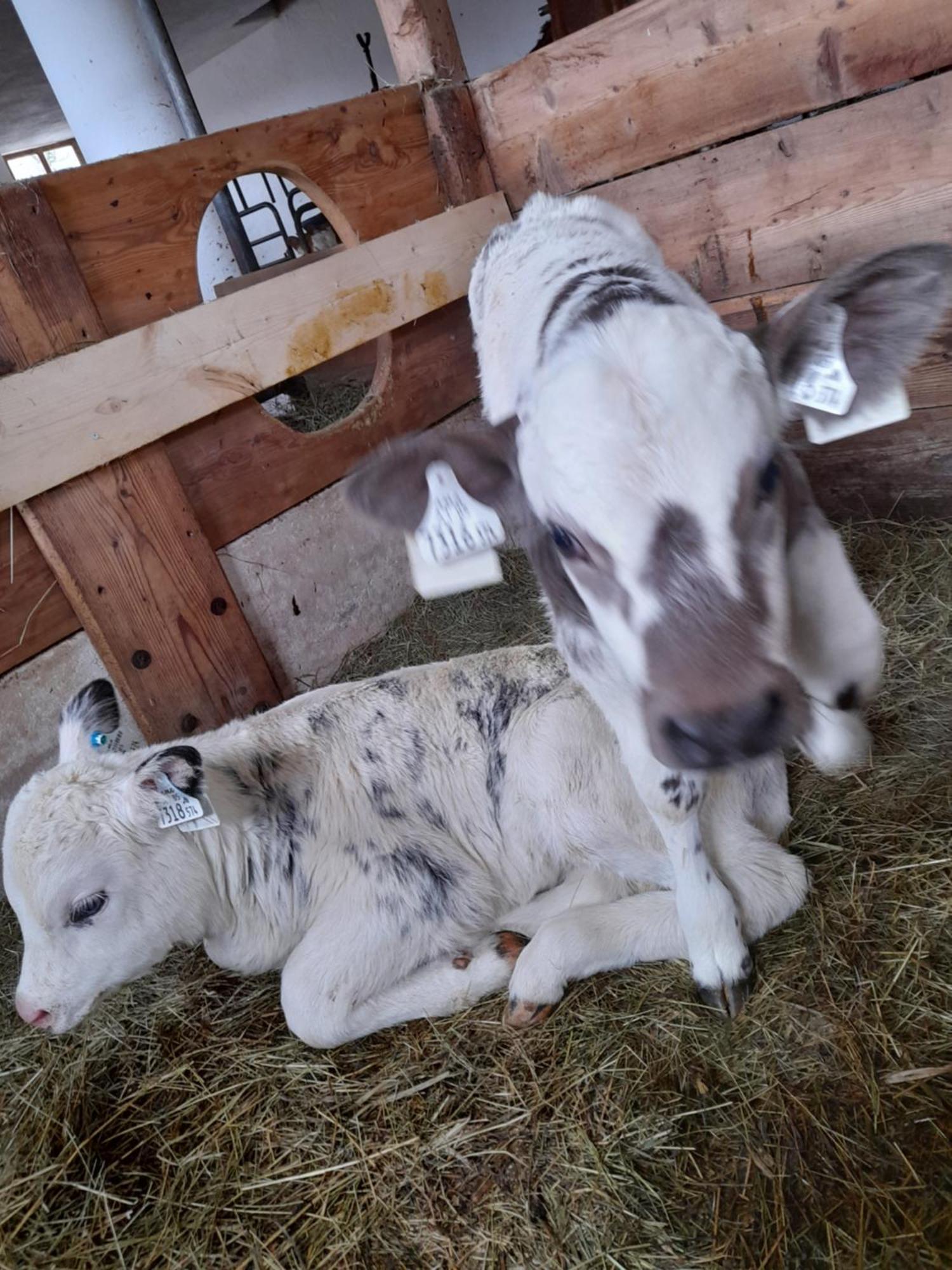 Hallmoosgut Sankt Johann im Pongau Kültér fotó