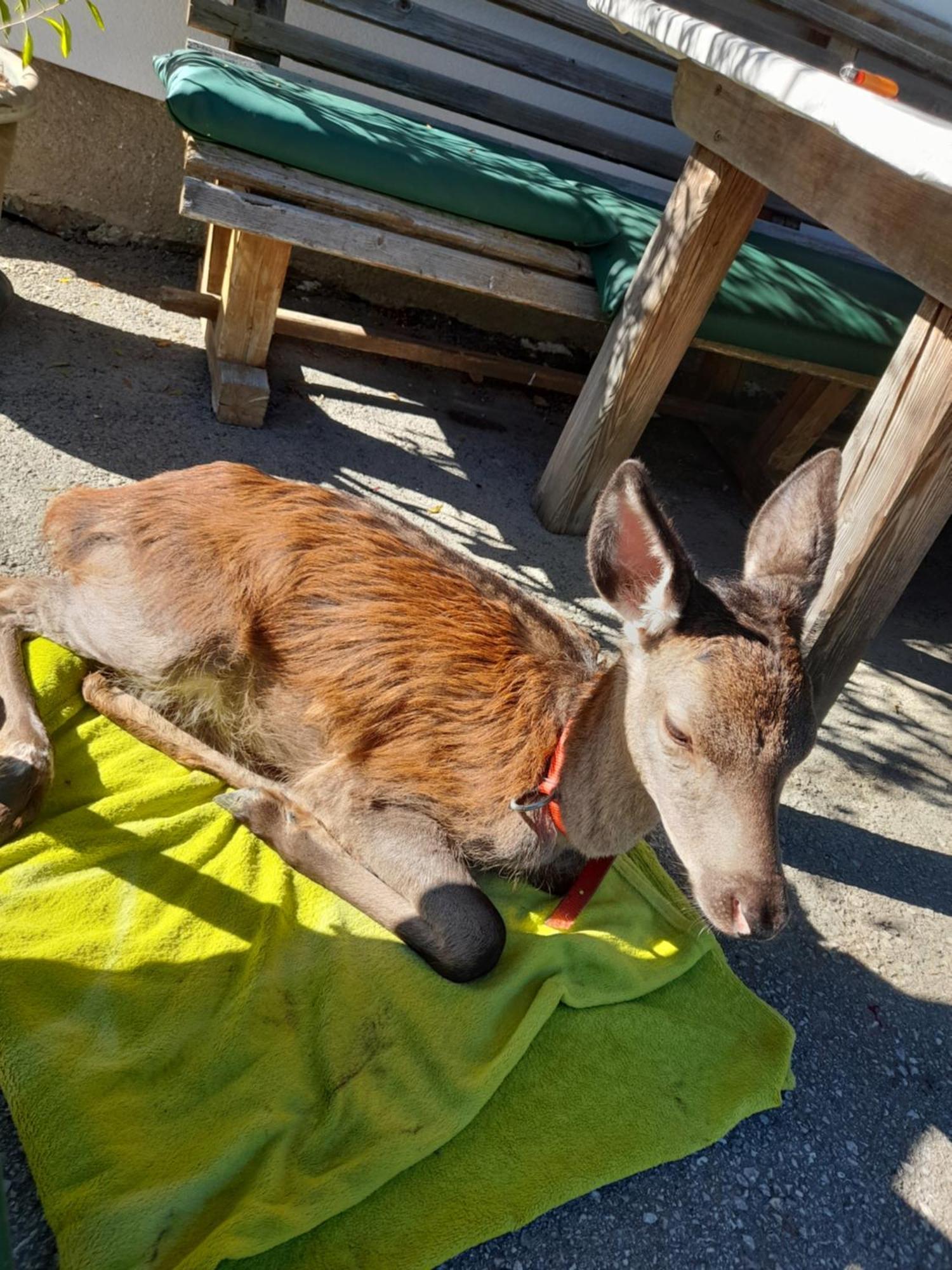 Hallmoosgut Sankt Johann im Pongau Kültér fotó