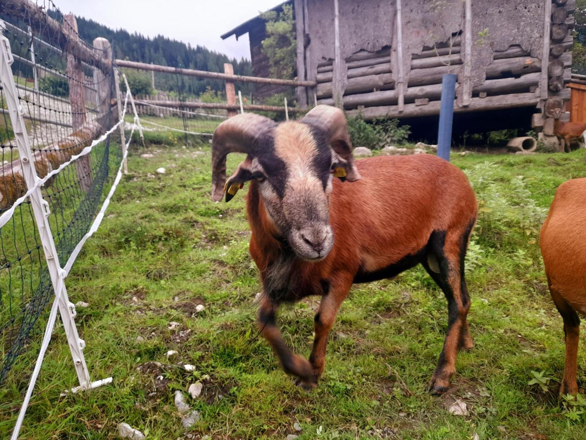 Hallmoosgut Sankt Johann im Pongau Kültér fotó